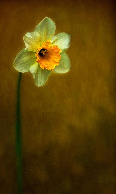 Free Flower Beautiful Flowers photo and picture