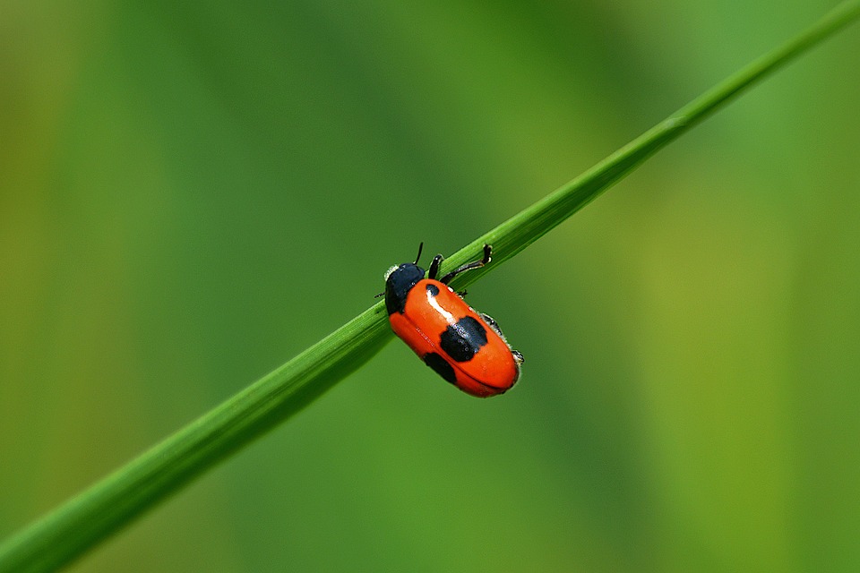 Scolyte Du Chêne Scarabée Insecte - Photo gratuite sur Pixabay