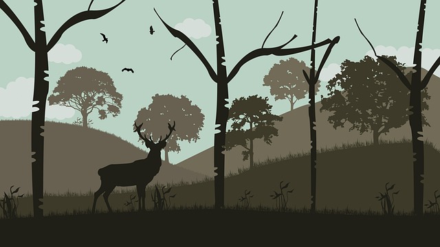 Skov, Natur, Hjort, Træer, Silhuet