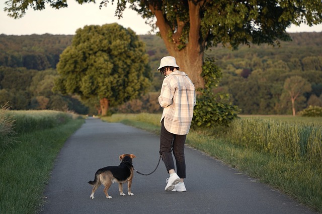 walk, pet, dog, animal, woman, nature, sunset, golden hour, path, trees, field, meadow