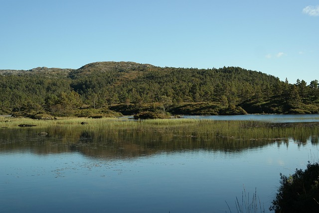 Free Forest Norway photo and picture