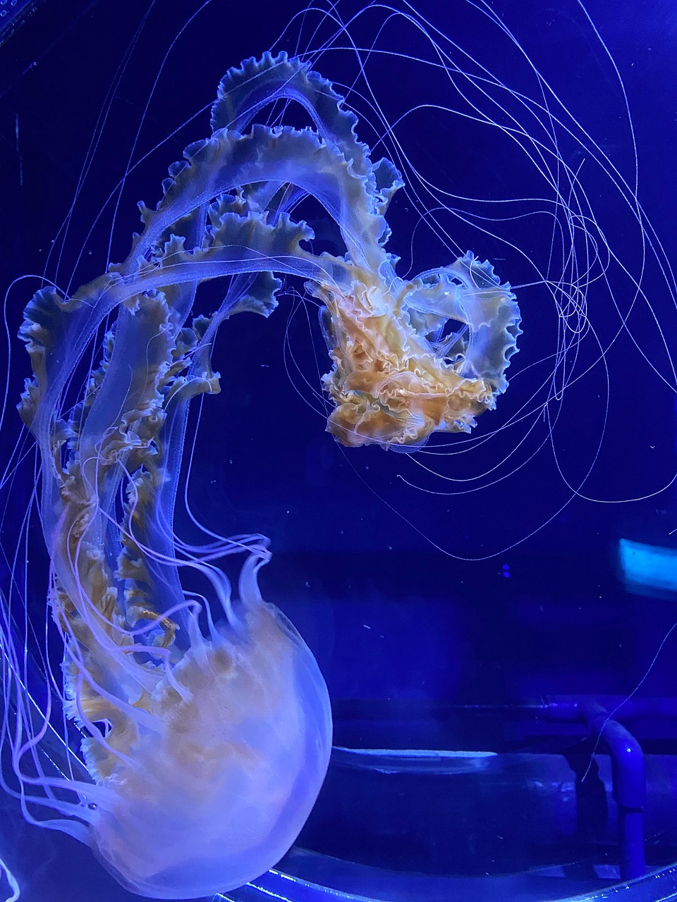Aquarium Aquascaping Méduse - Photo gratuite sur Pixabay - Pixabay — free download