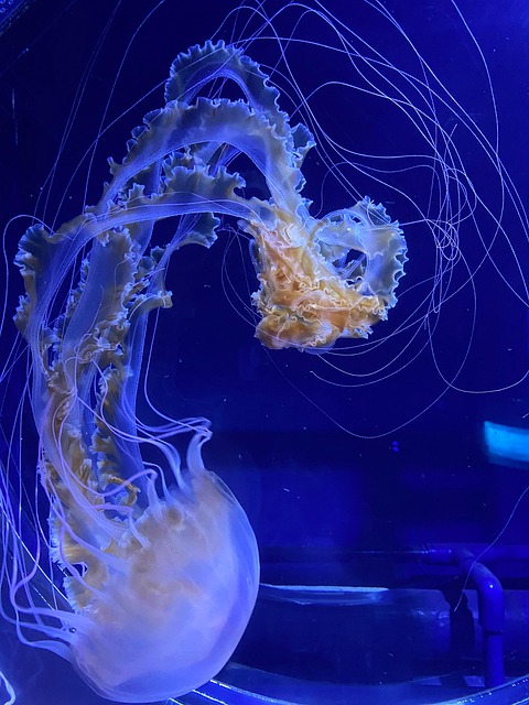 Acuario, Aquascaping, Medusa, Submarino