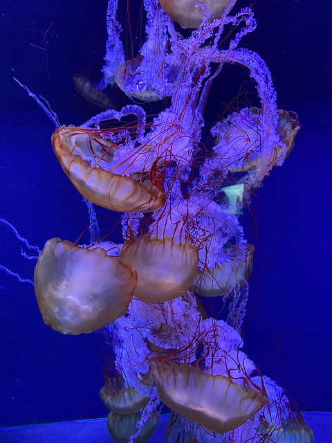 Medusa, Acuario, Aquascaping, Naturaleza