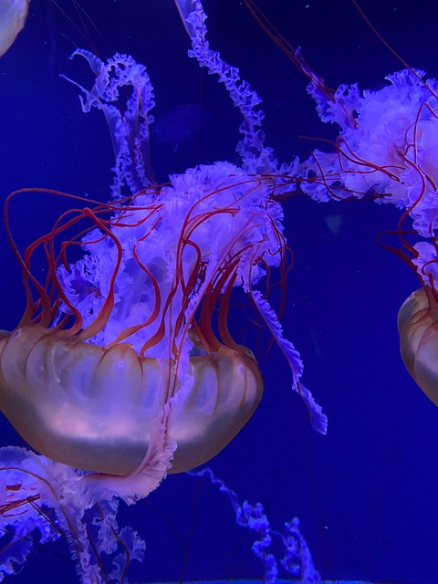 Medusa, Bucear, Submarino, Mar