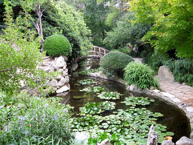 Free Pond Water photo and picture