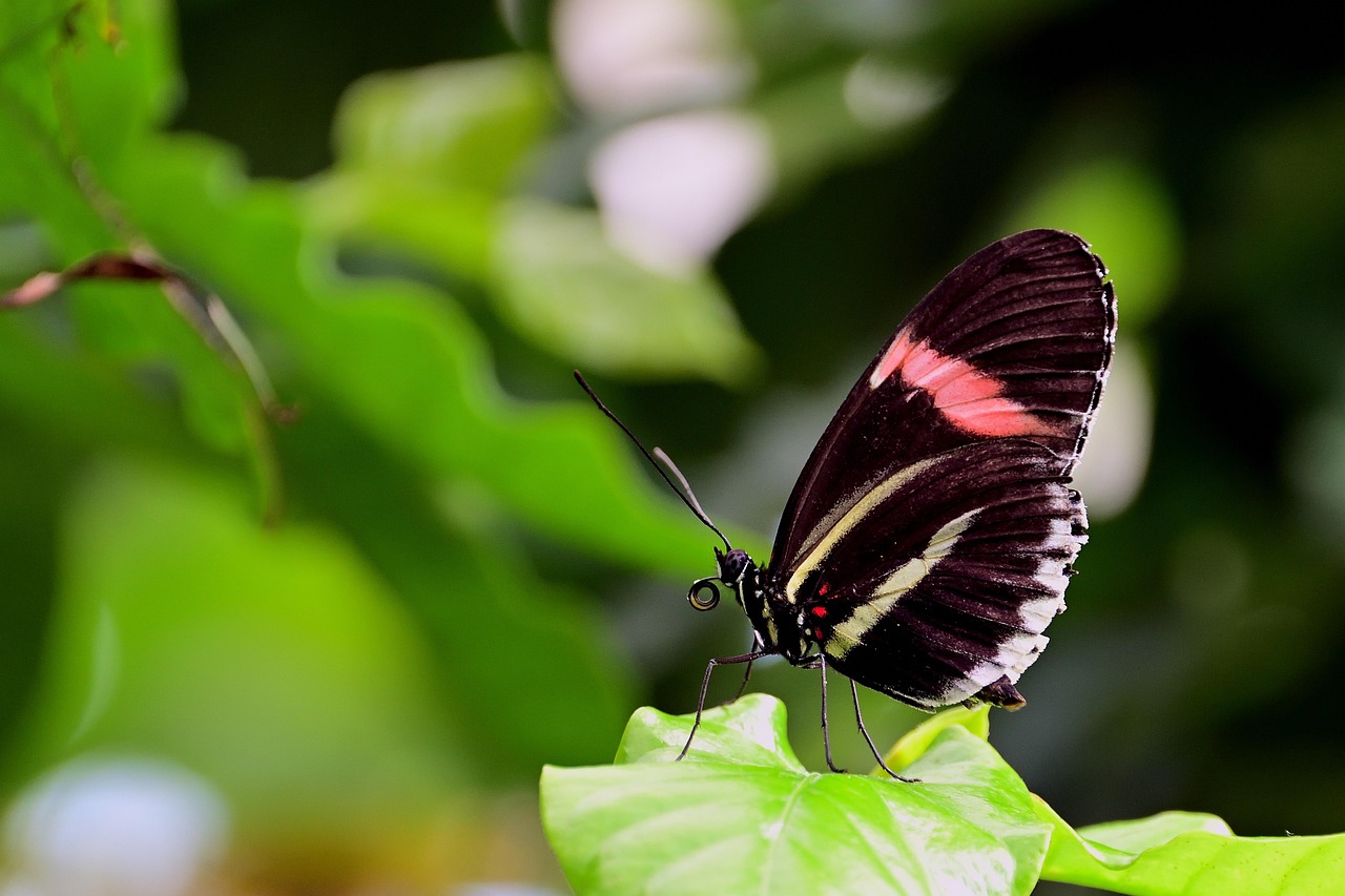 Postman Insect Butterfly Postman Insect - Free photo on Pixabay - Pixabay
