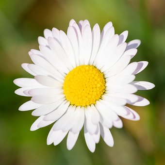 Free Daisy Flower photo and picture