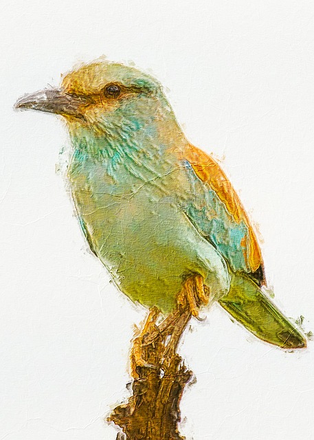 Free bird european roller animal illustration