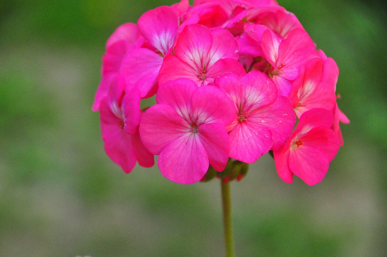 Flower Plants Nature Free photo on Pixabay Pixabay