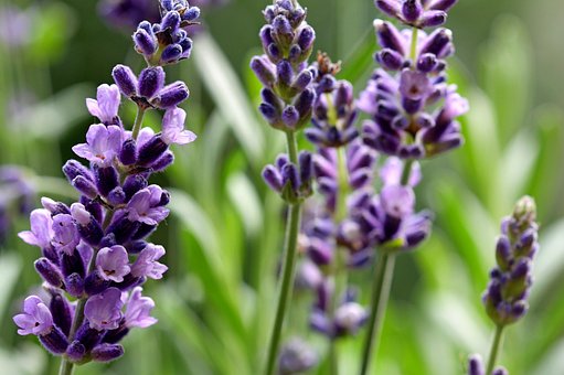 Free Fragrance Oil Health photo and picture