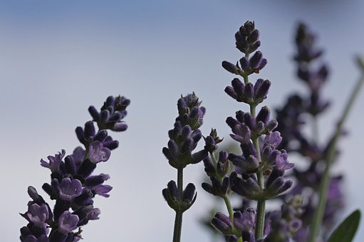 Free Lavender Flowers photo and picture
