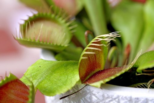 Free Plant Fly Catcher photo and picture