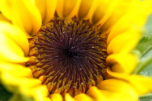 Free Sunflower Flower Wallpaper photo and picture
