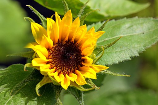 Free Sunflower Flower photo and picture