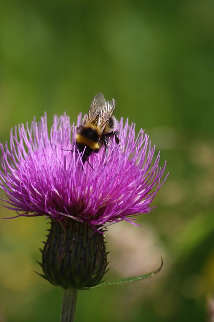 Free Bumblebee Flower Wallpaper photo and picture