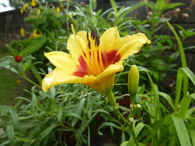 Free Lilium Maculatum Asiantic Hybrid photo and picture
