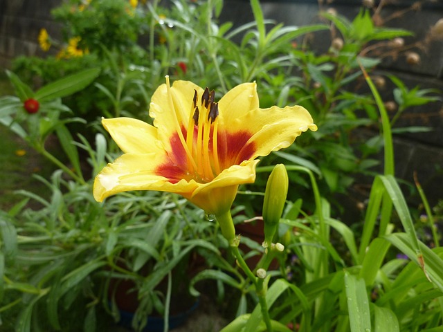 Free Lilium Maculatum Asiantic Hybrid photo and picture