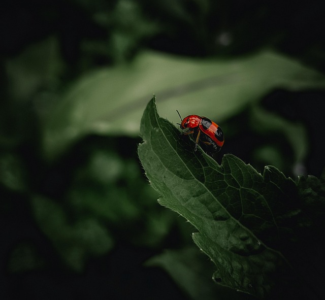 Free Ladybug Beetle photo and picture