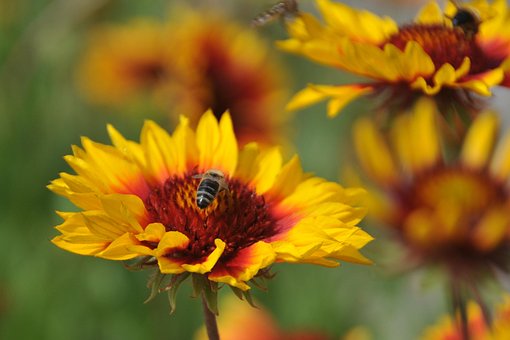 Bier, Zinnia, Bestøvning, Blomster, Fejl