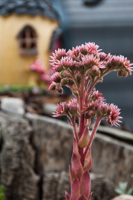 Kaktus, Lyserøde Blomster, Prydplante
