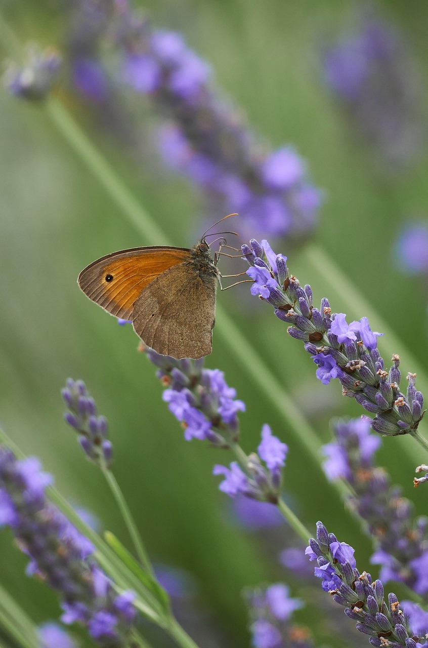 Lavender Butterfly Pollination Free photo on Pixabay Pixabay
