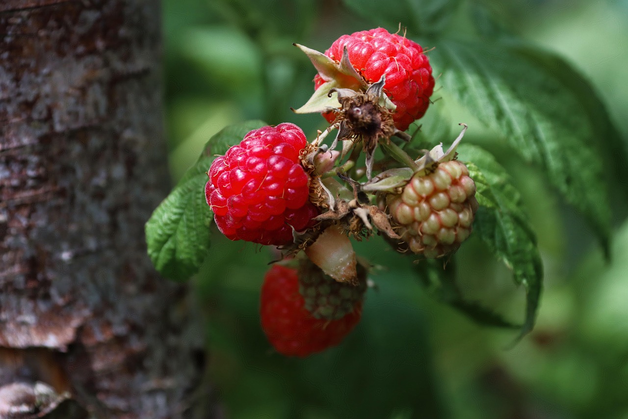Raspberries Berries Fruits Wild Free photo on Pixabay Pixabay