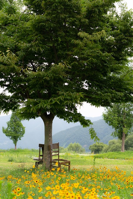 Free Chair Shelter photo and picture