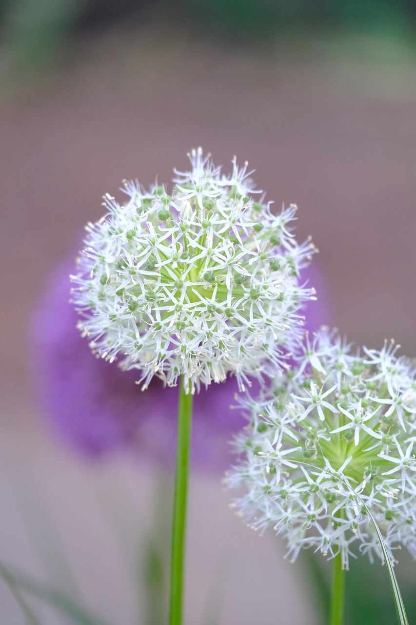 fleurs blanches main image 1