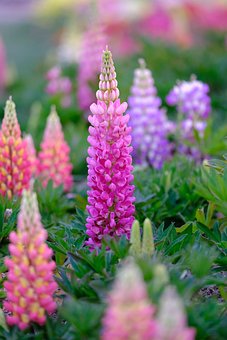 Free Large-Leaved Lupine Flowers photo and picture