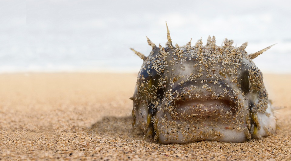 Blowfish Pufferfish Beached - Free photo on Pixabay