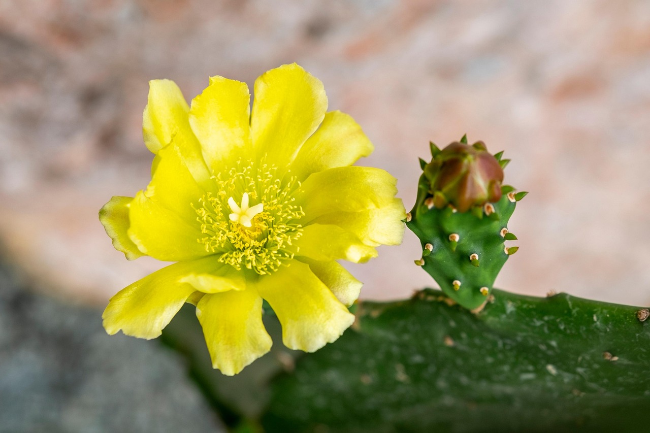 Blume Kaktus Hasenohr - Kostenloses Foto auf Pixabay