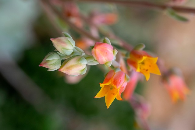 Cactus, Bloemen, Knoppen, Plantaardige