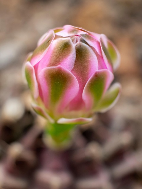 Cactus, Bloem, Knop, Plantaardige