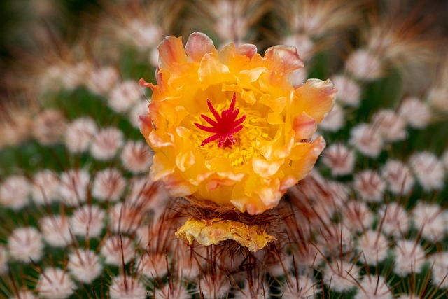 Bloem, Cactus, Plantaardige, Gele Bloem