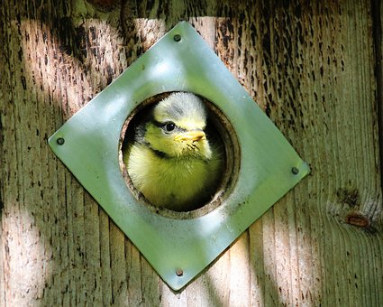 Free Blue Tit Bird Chick photo and picture