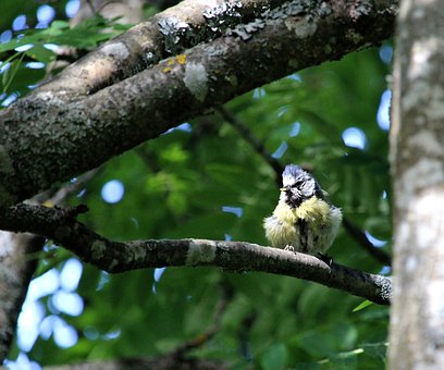 Free Blue Tit Bird photo and picture