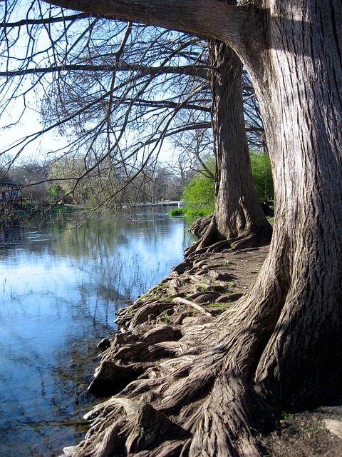 Free Cypress Trees photo and picture