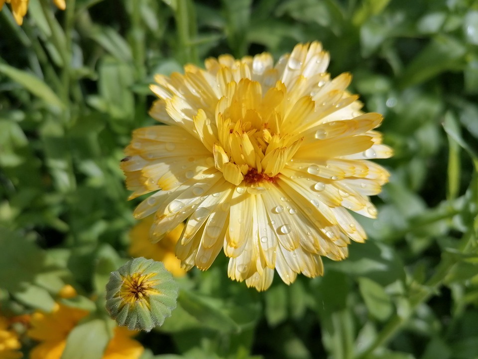 Marigold Flower Yellow - Free photo on Pixabay - Pixabay