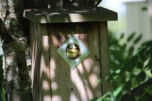 Free Blue Tit Bird Chick photo and picture