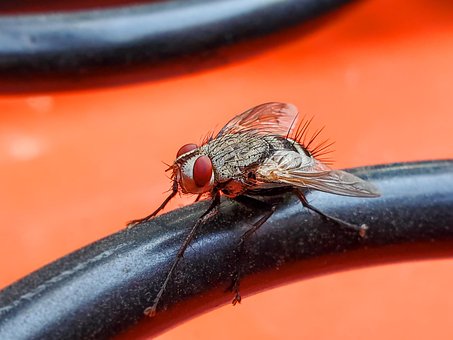 Free Fly Insect photo and picture