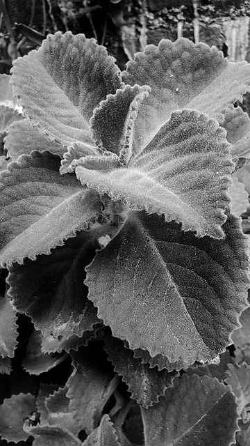 Bladeren, Natuur, Telefoon, Fotografie
