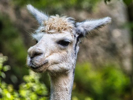 100以上の無料ラクダ科 動物画像 Pixabay
