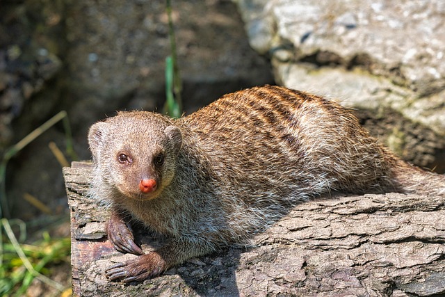 Free Mongoose Zebra Mongoose photo and picture