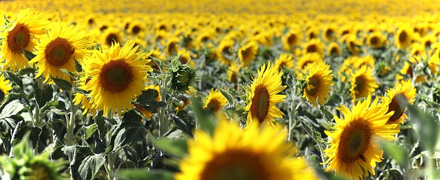 Blomst, Solsikke, Felt, Blomst Tapet