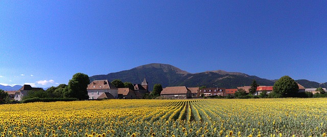 Felt, Solsikke, Sol, Blomst, Gul