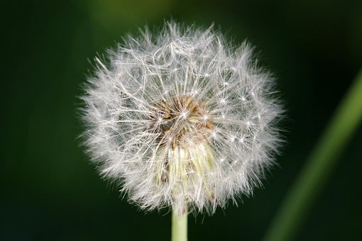 Free Dandelion Dandelion Fluff photo and picture