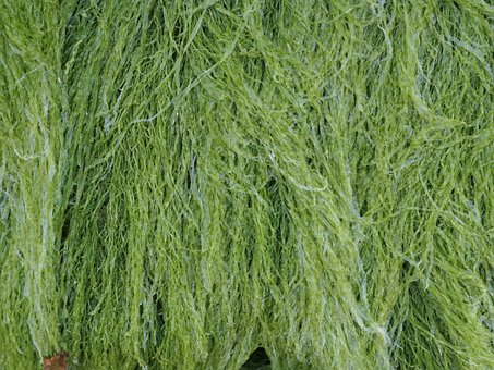 Free Beach Algae photo and picture