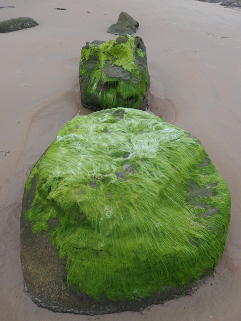 Free Beach Sand photo and picture