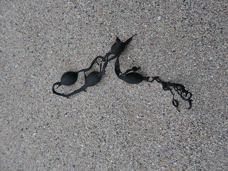 Free Beach Algae photo and picture